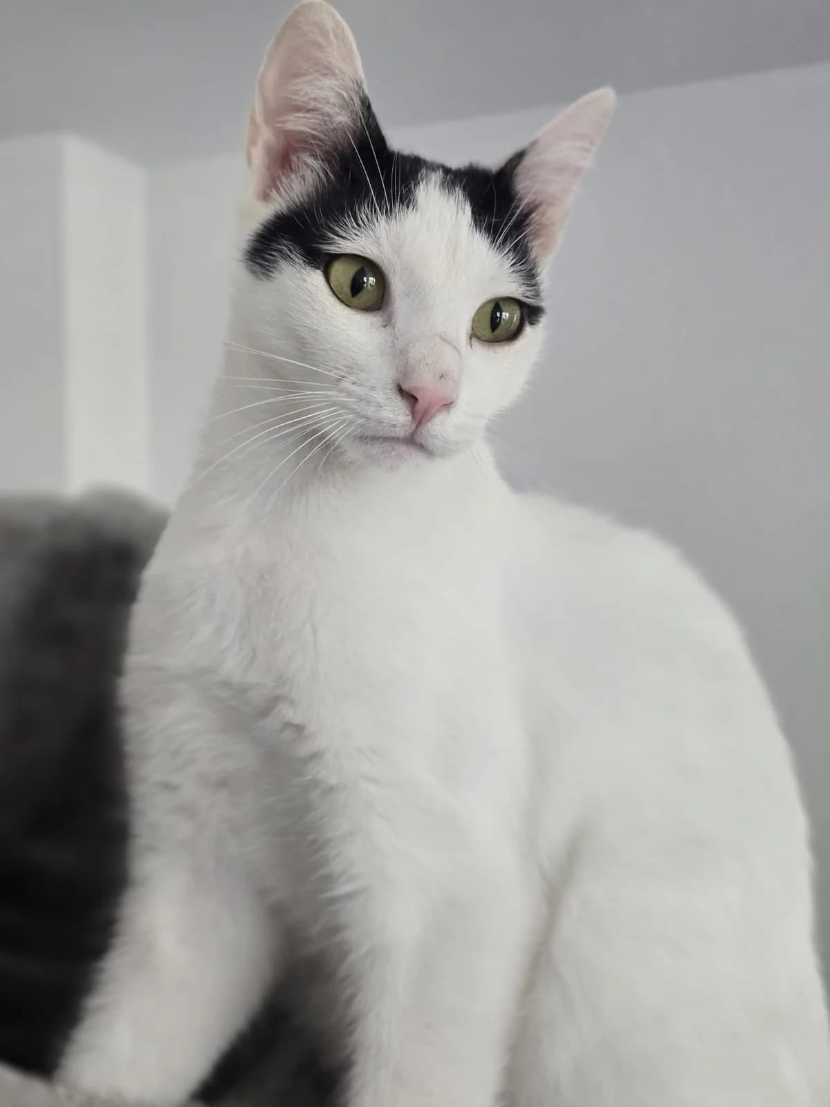 HOUDINI 2293- adoptat, male mixed breed for adoption at No Limit Pets, Romania