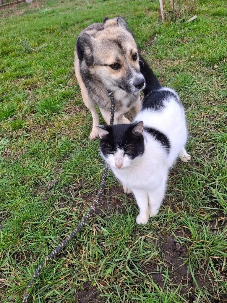 IDEFIX 1610, male young Mixed Breed for adoption at No Limit Pets, Romania