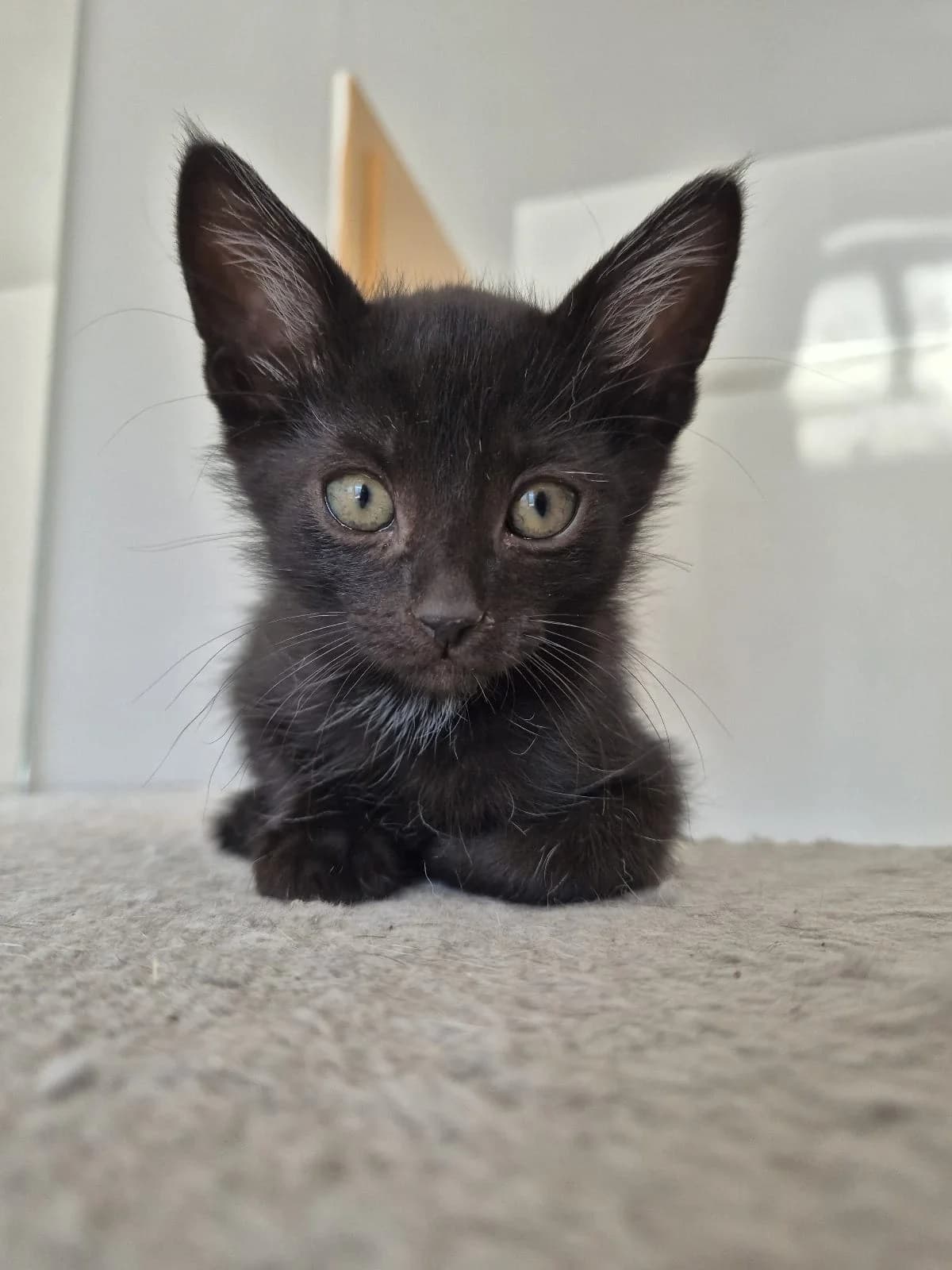 IGOR KITTEN – ADOPTAT, male mixed breed for adoption at No Limit Pets, Romania