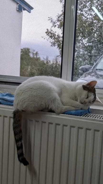 IMI 2277 – ADOPTAT, male mixed breed for adoption at No Limit Pets, Romania