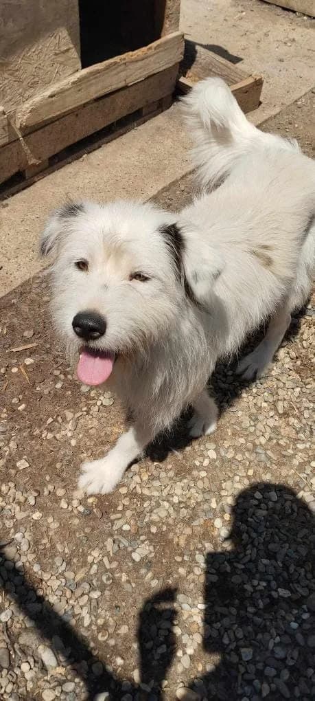 INIMIOARA 2805- Adoptat, female mixed breed for adoption at No Limit Pets, Romania