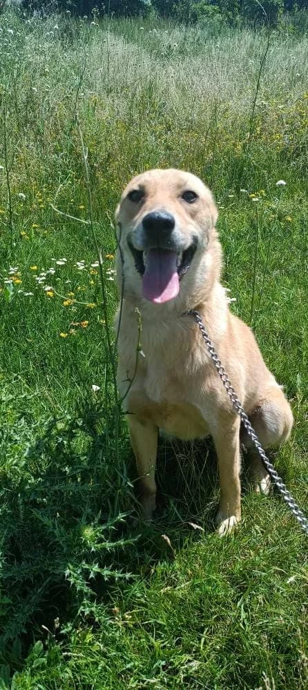IVY 8838, female mixed breed for adoption at No Limit Pets, Romania