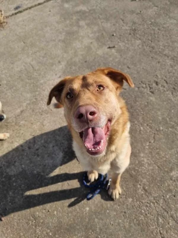 JACK 3786 – ADOPTAT, male mixed breed for adoption at No Limit Pets, Romania