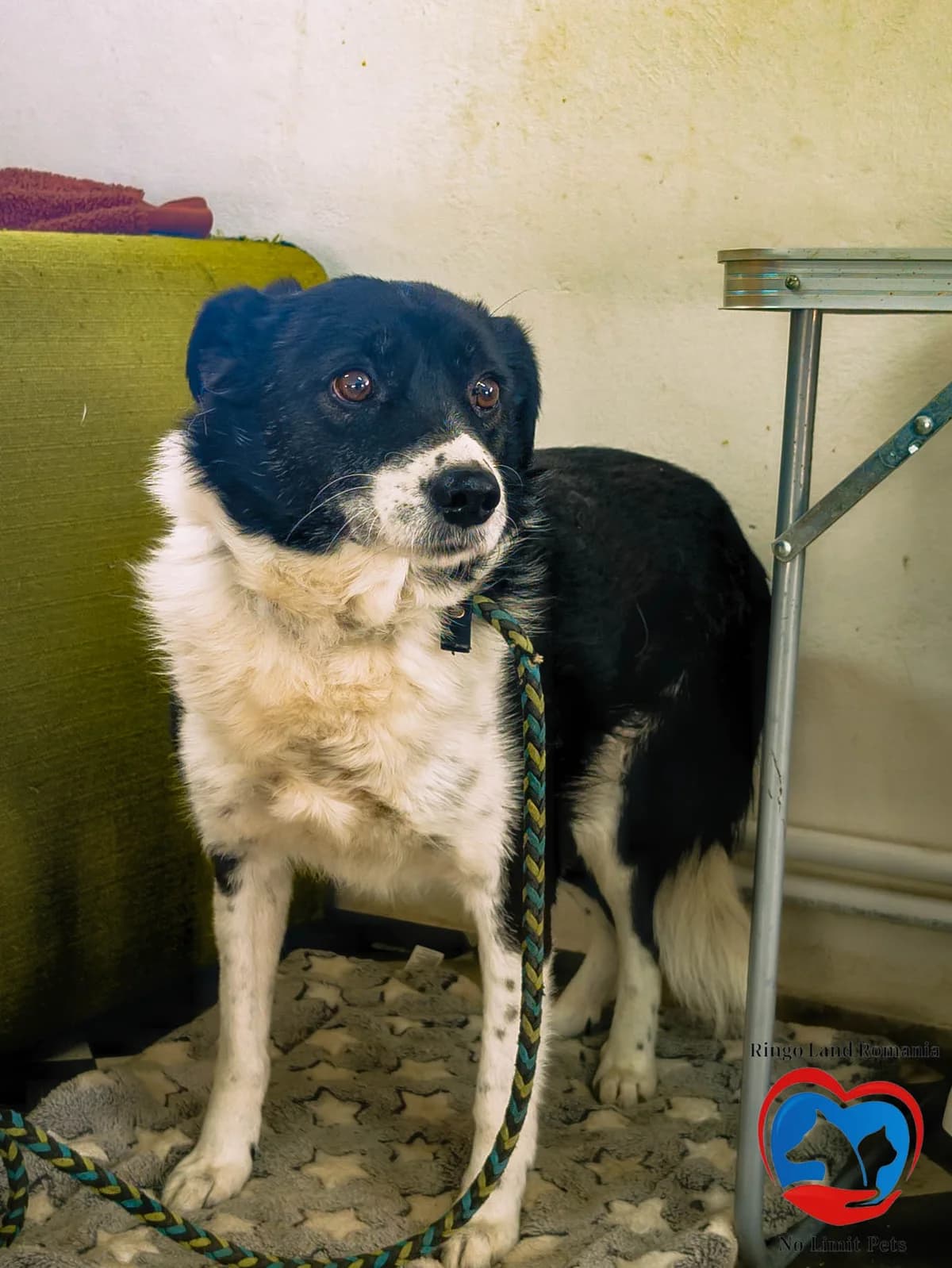 JACKIE 3414, male Mixed Breed for adoption at No Limit Pets, Romania