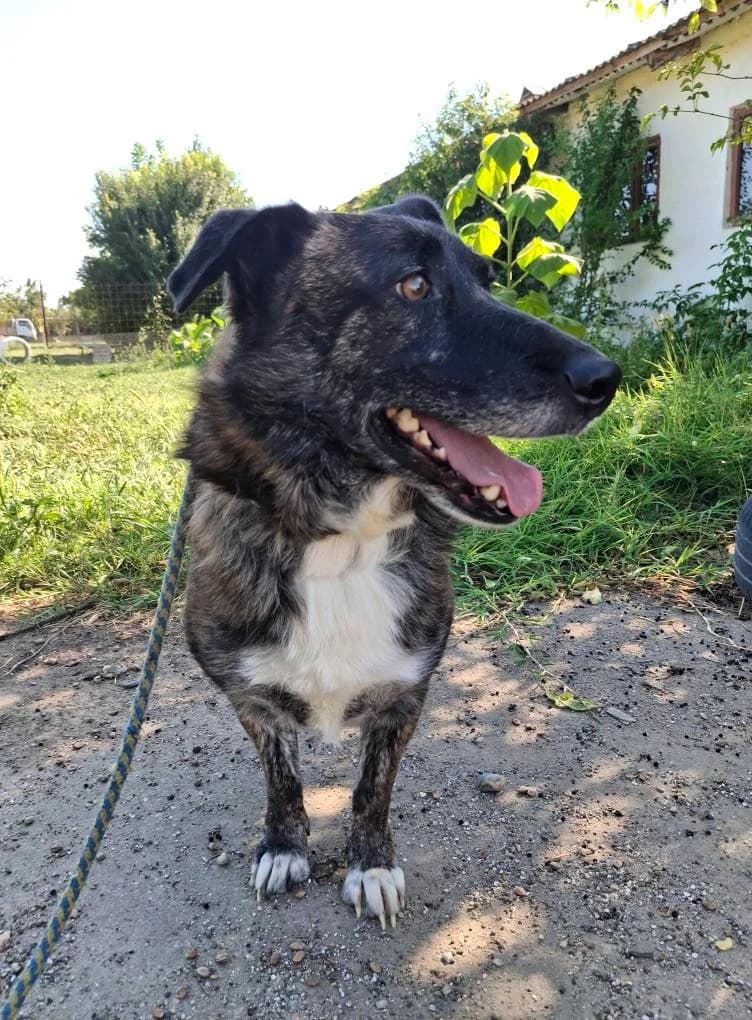 JACKO 5883, male young mixed breed for adoption at No Limit Pets, Romania