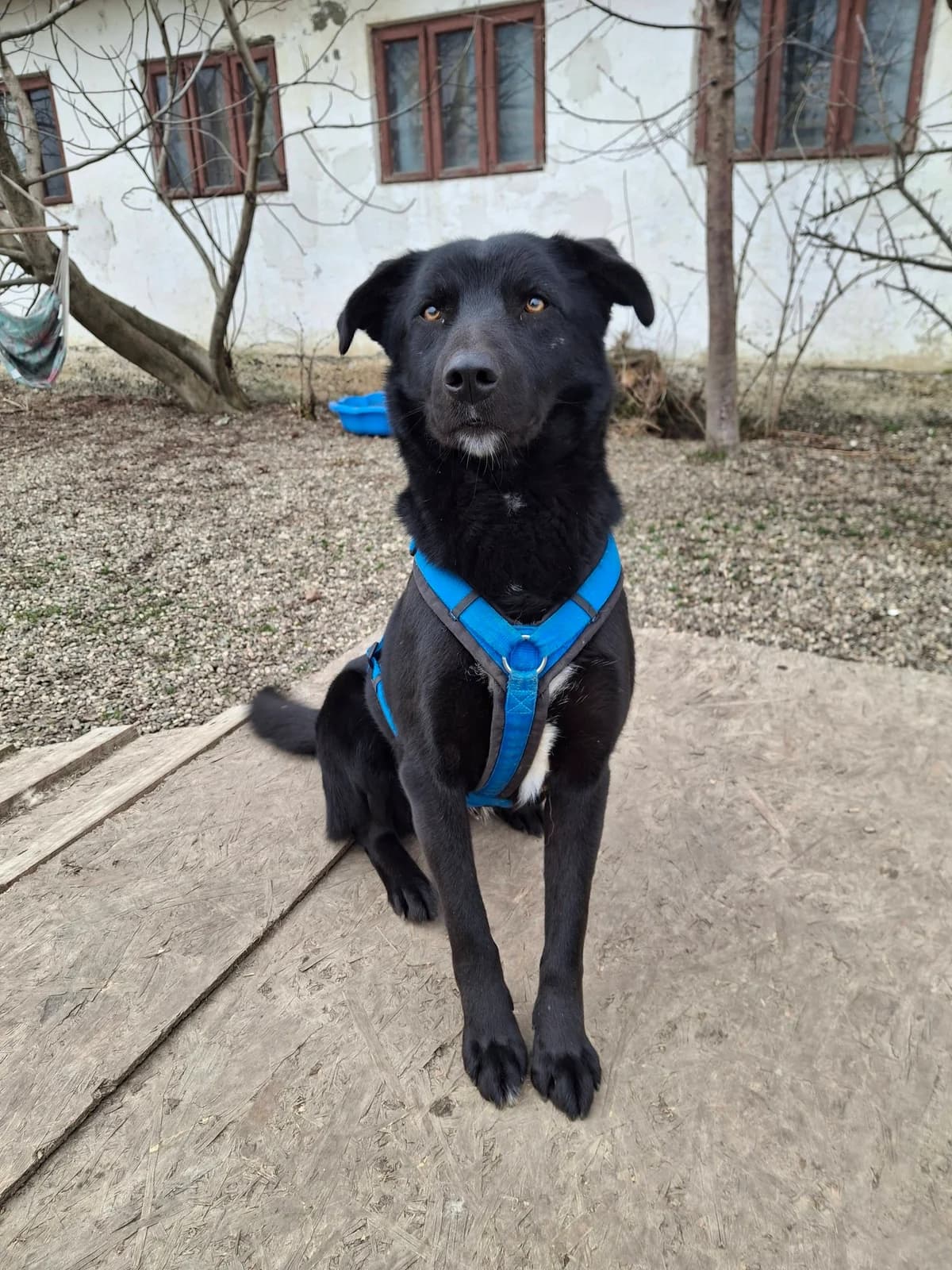 JALO 4377, male young mixed breed for adoption at No Limit Pets, Romania