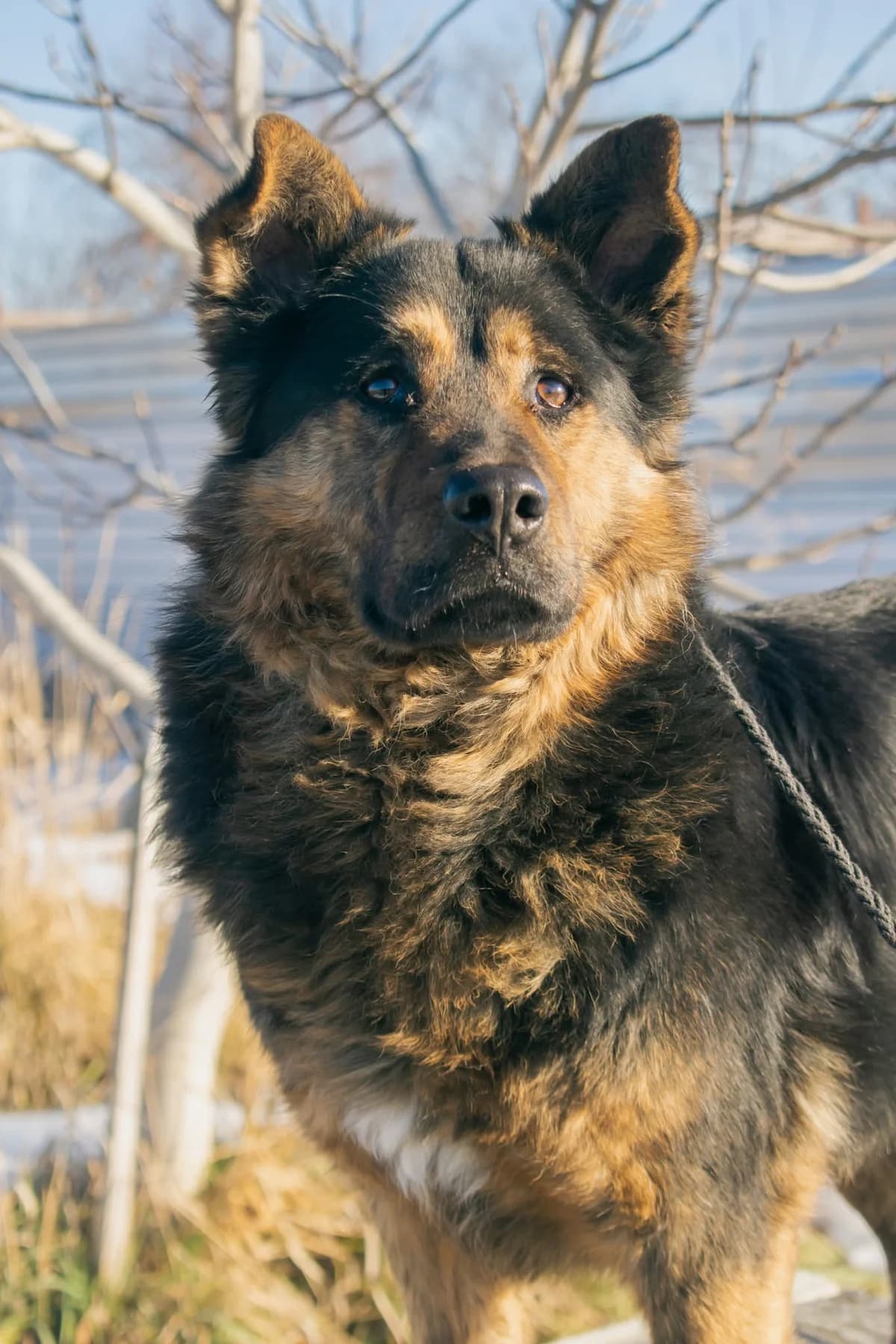 JANA 0135, female 4yo Mixed Breed for adoption at No Limit Pets, Romania
