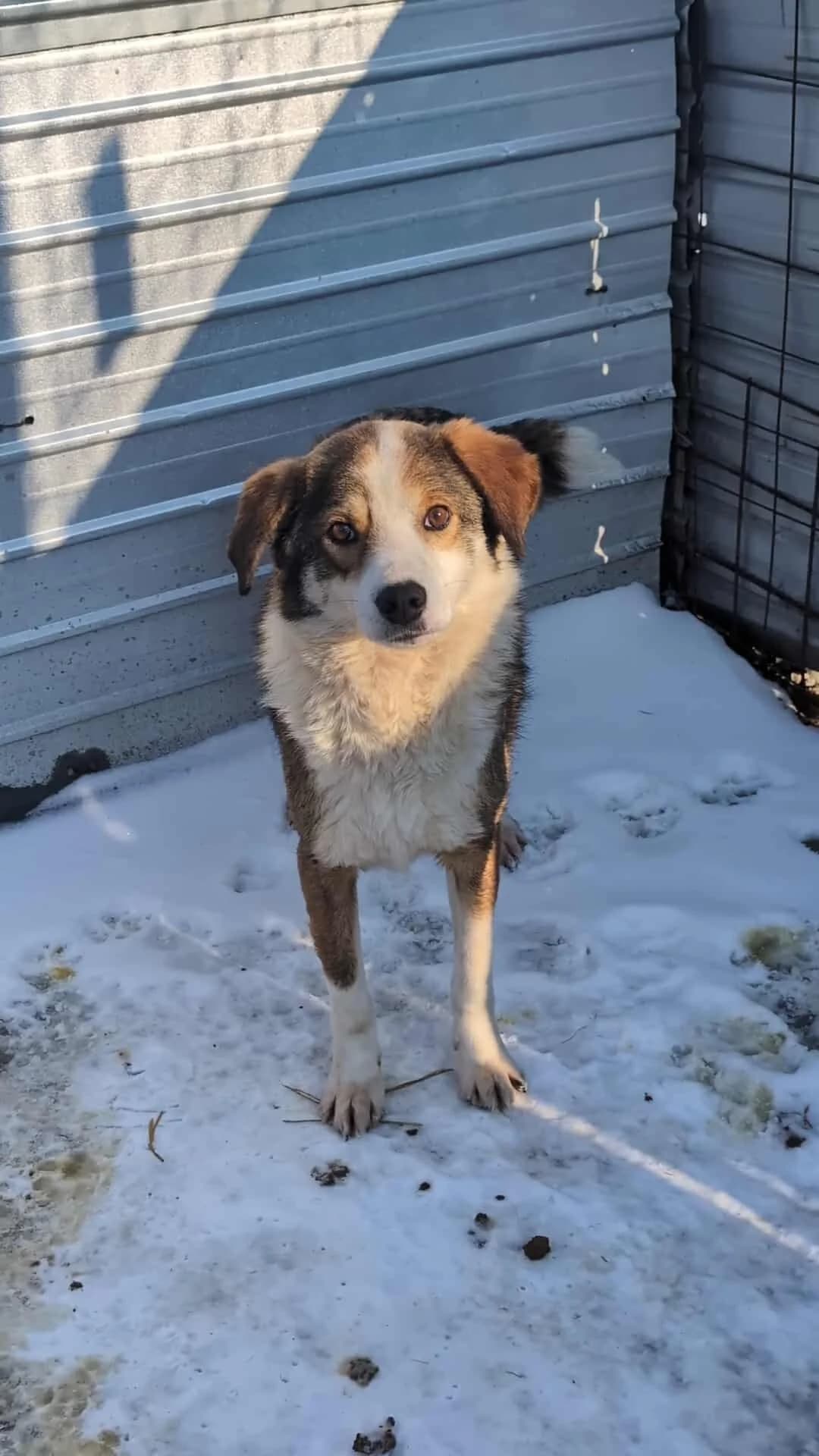 JARO 5651, female Mixed Breed for adoption at No Limit Pets, Romania
