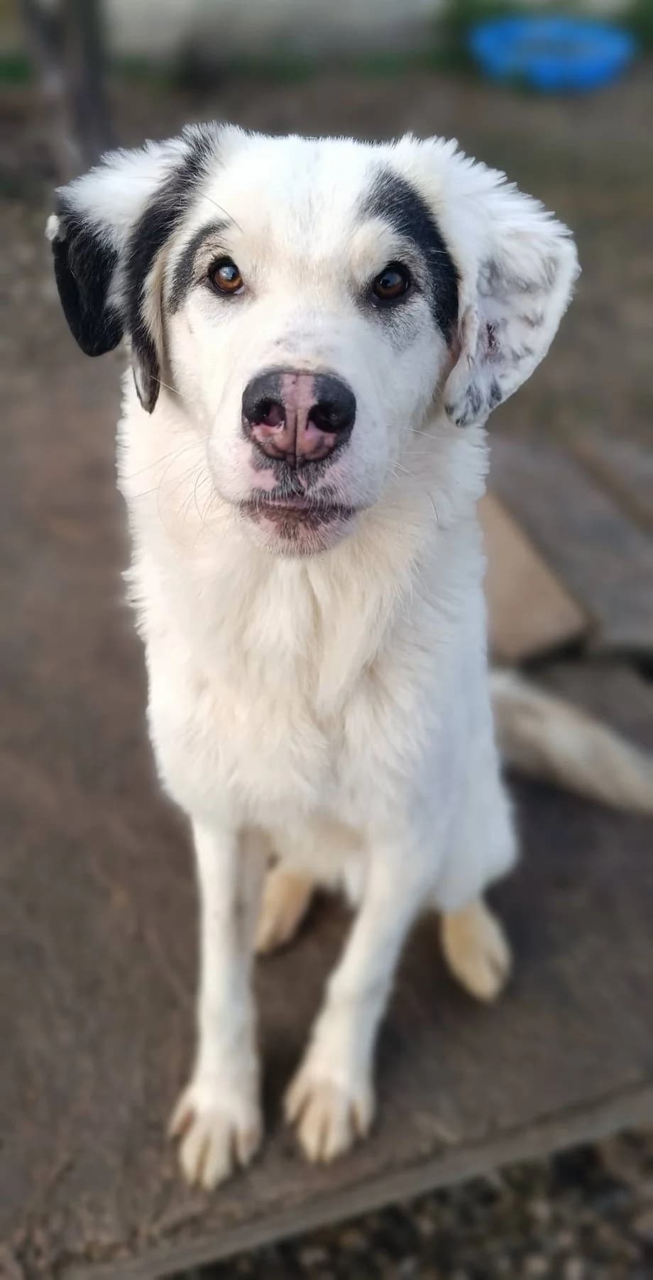 JAZZ, male mixed breed for adoption at No Limit Pets, Romania