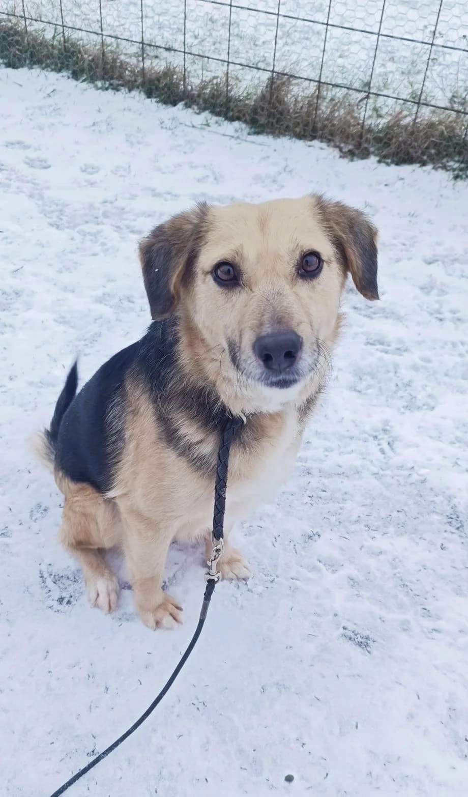 JERRY 0083, male young Mixed Breed for adoption at No Limit Pets, Romania