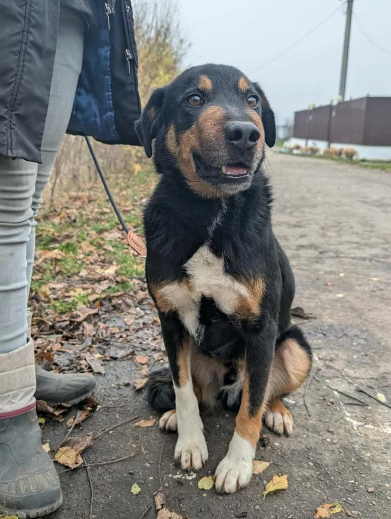 JERRY 1534, male 3yo Mixed Breed for adoption at No Limit Pets, Romania