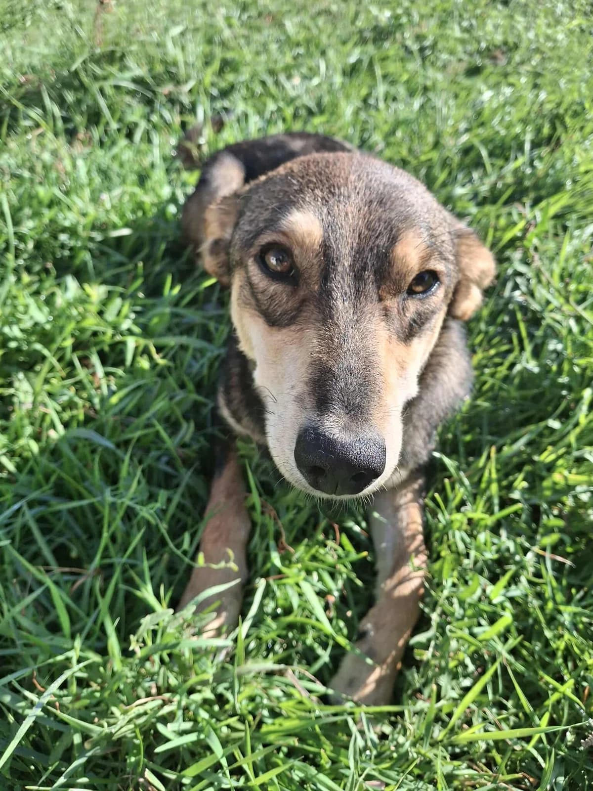 JESSIE 2249, female young mixed breed for adoption at No Limit Pets, Romania