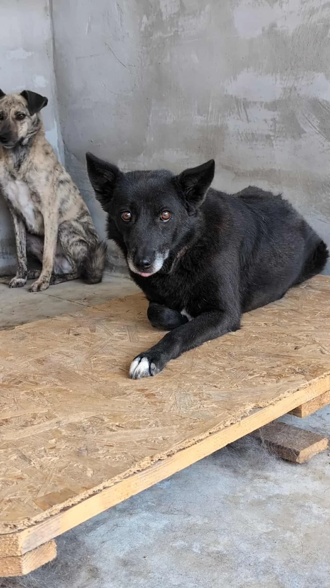 JET 7018, male 4yo Mixed Breed for adoption at No Limit Pets, Romania