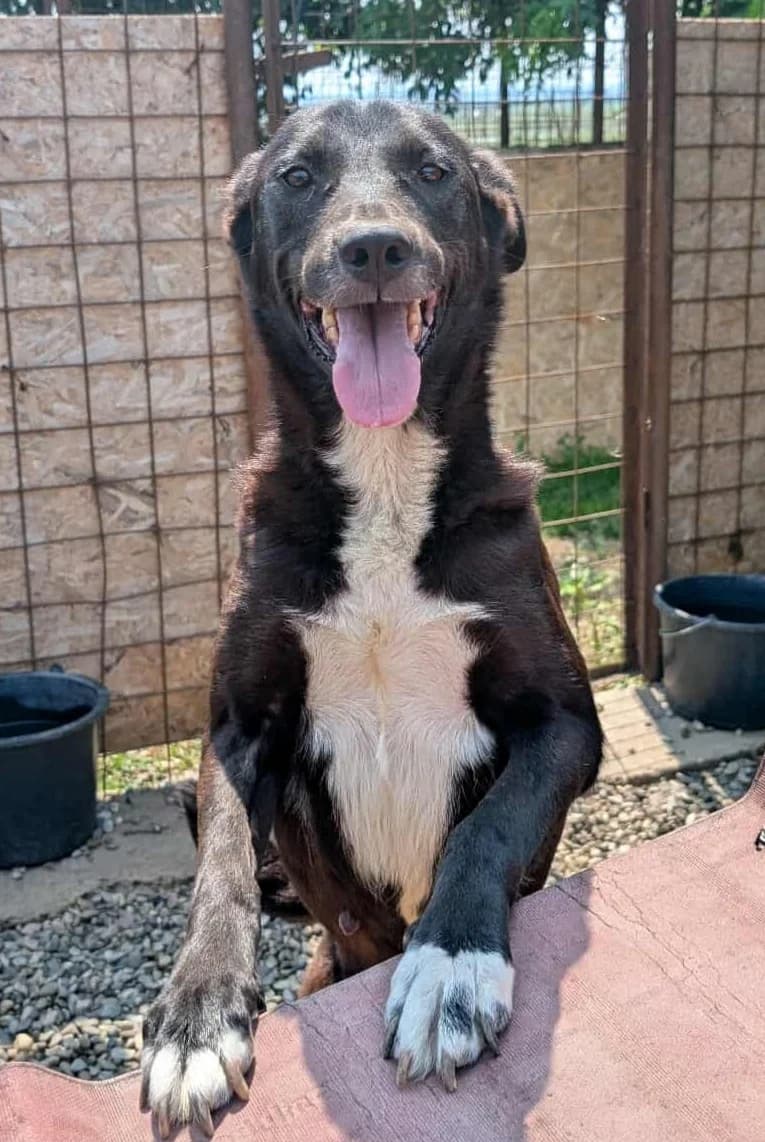 JILLY 2738, female young mixed breed for adoption at No Limit Pets, Romania