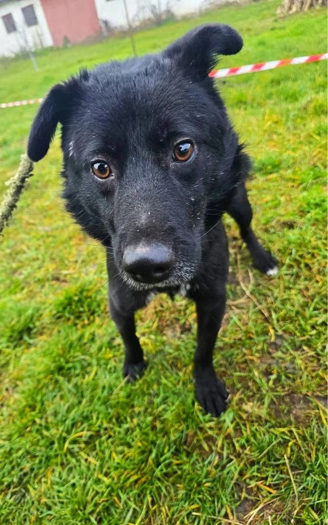 JOEL 9775, male Mixed Breed for adoption at No Limit Pets, Romania