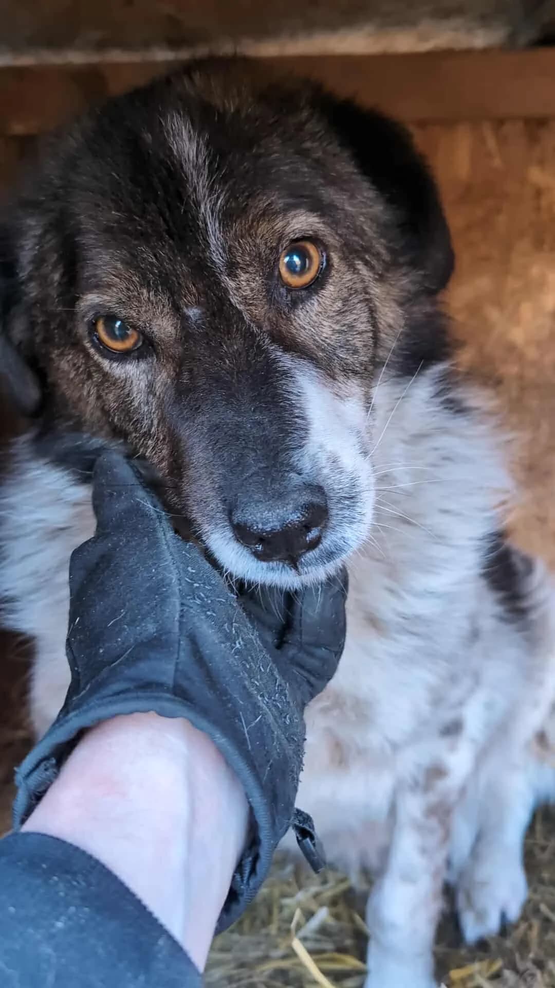 JOSIE5896, female young Mixed Breed for adoption at No Limit Pets, Romania