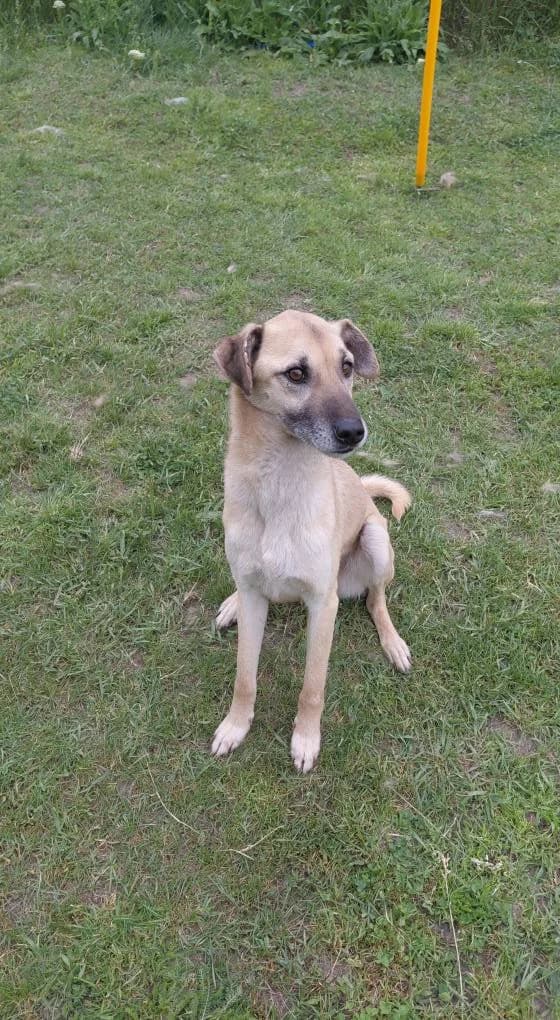 JUKKA 9735, male young mixed breed for adoption at No Limit Pets, Romania