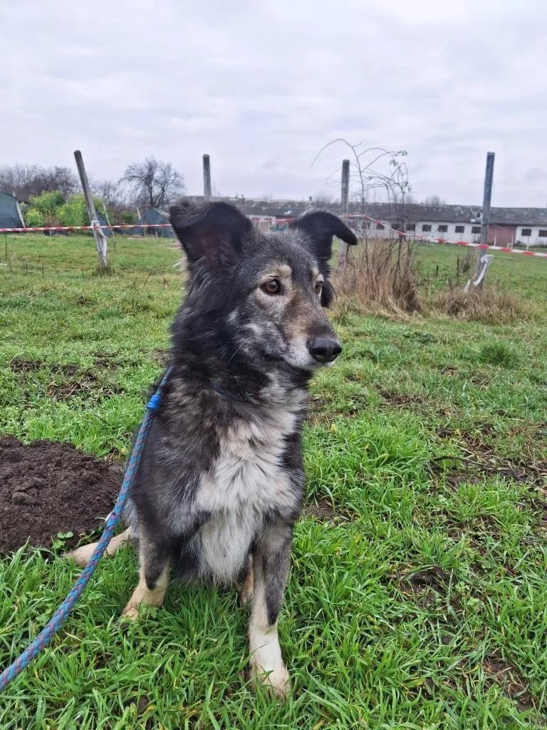 JULCHEN 0101, female young mixed breed for adoption at No Limit Pets, Romania