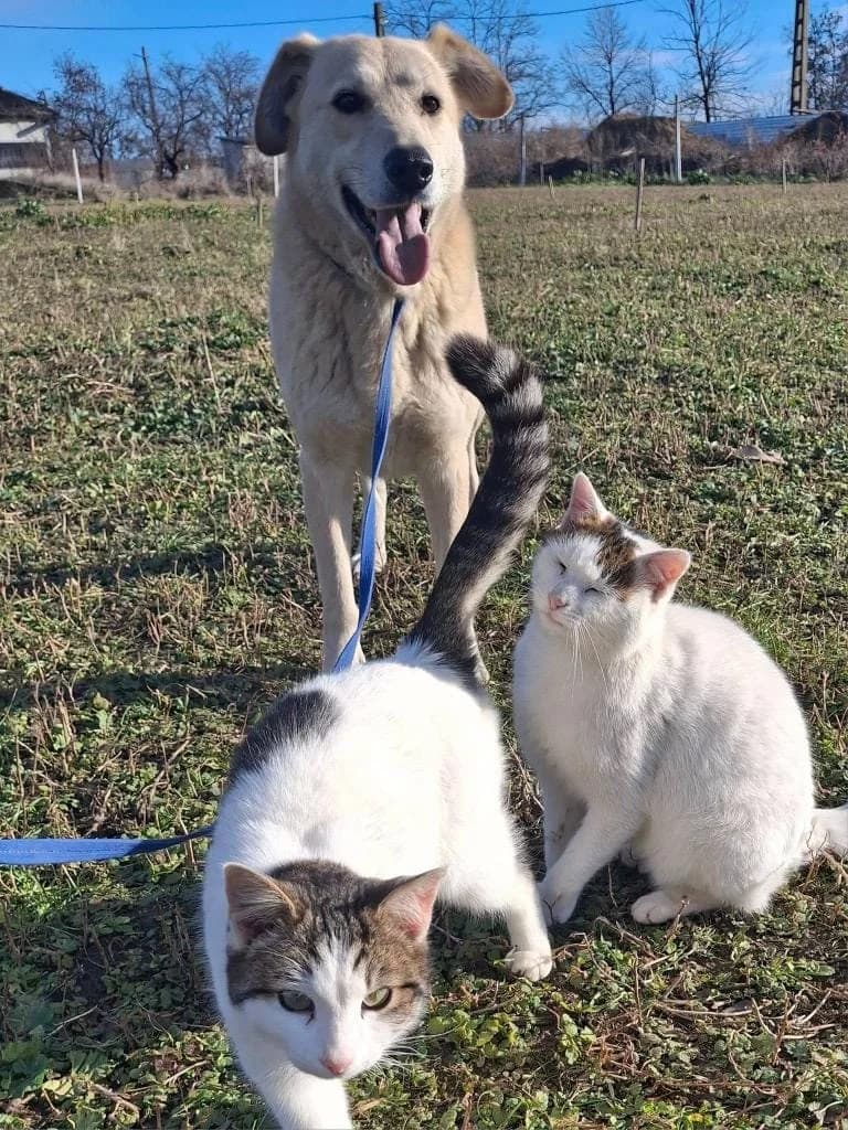 JUNA 0283 – nedisponibil, female Mixed Breed for adoption at No Limit Pets, Romania