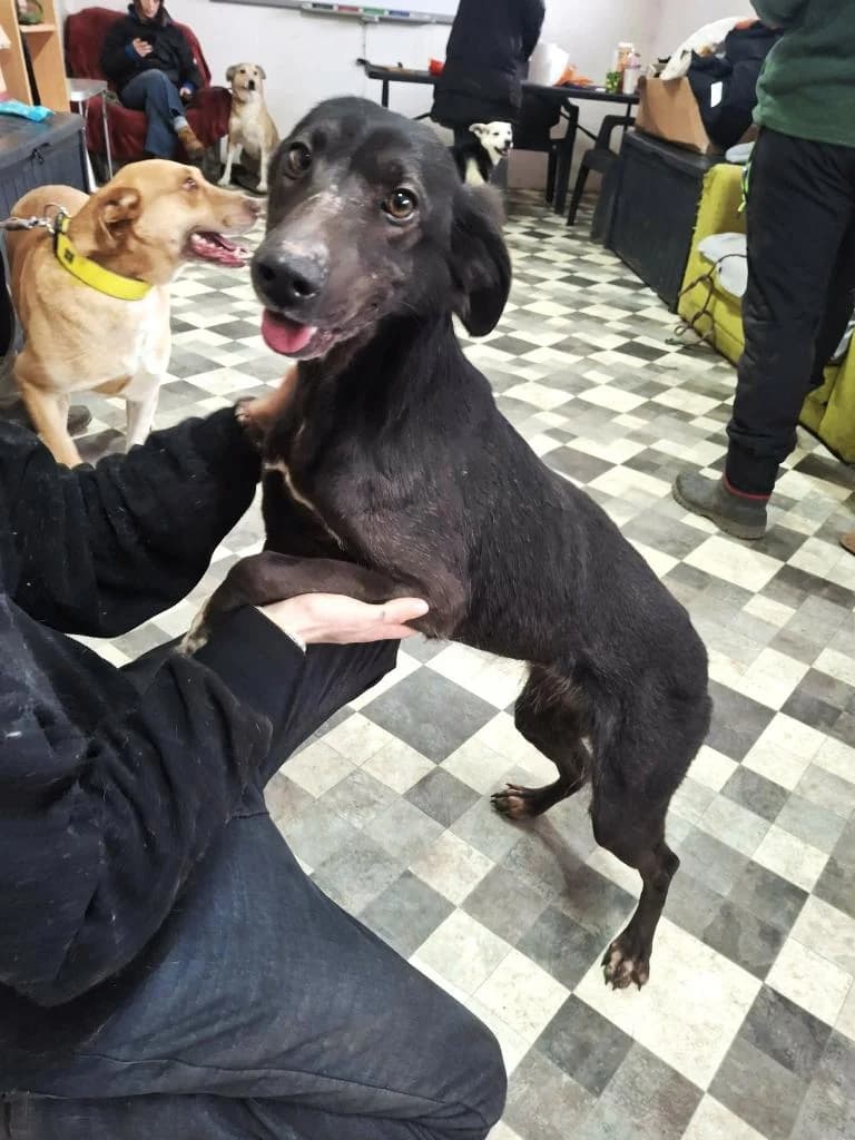 JUNA-5919, female Mixed Breed for adoption at No Limit Pets, Romania