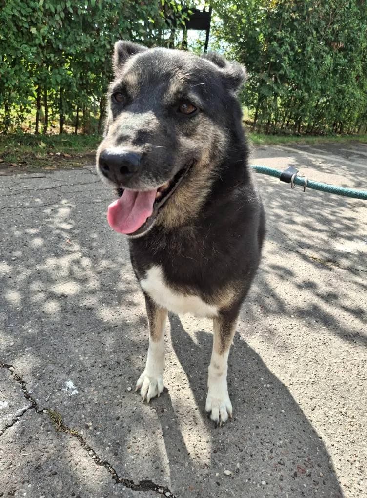 KAYLA 5855, female Mixed Breed for adoption at No Limit Pets, Romania
