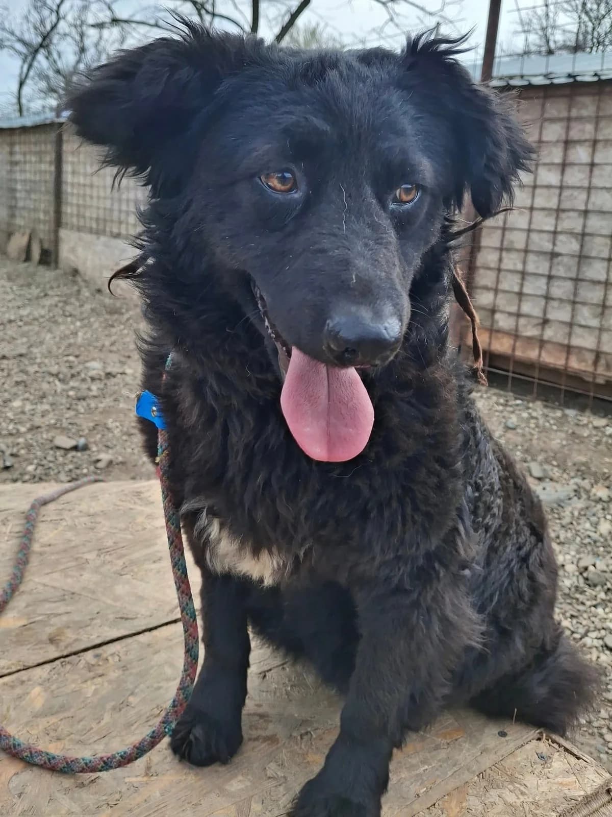 KEANU 0045- adoptat, male 3yo mixed breed for adoption at No Limit Pets, Romania