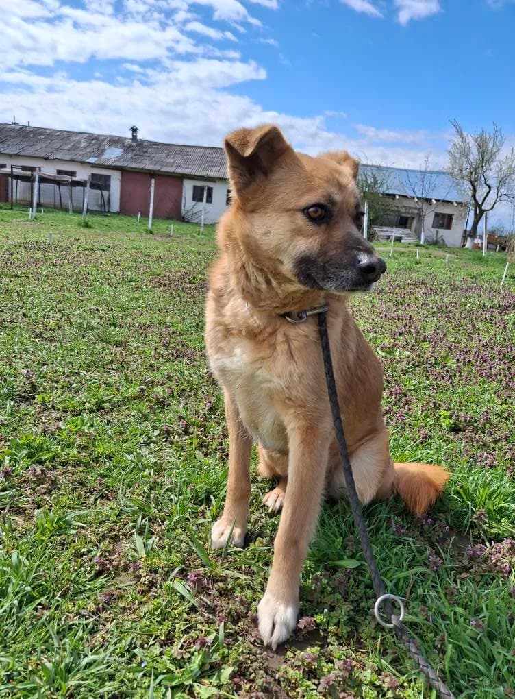 KEKS 5348, male Mixed Breed for adoption at No Limit Pets, Romania