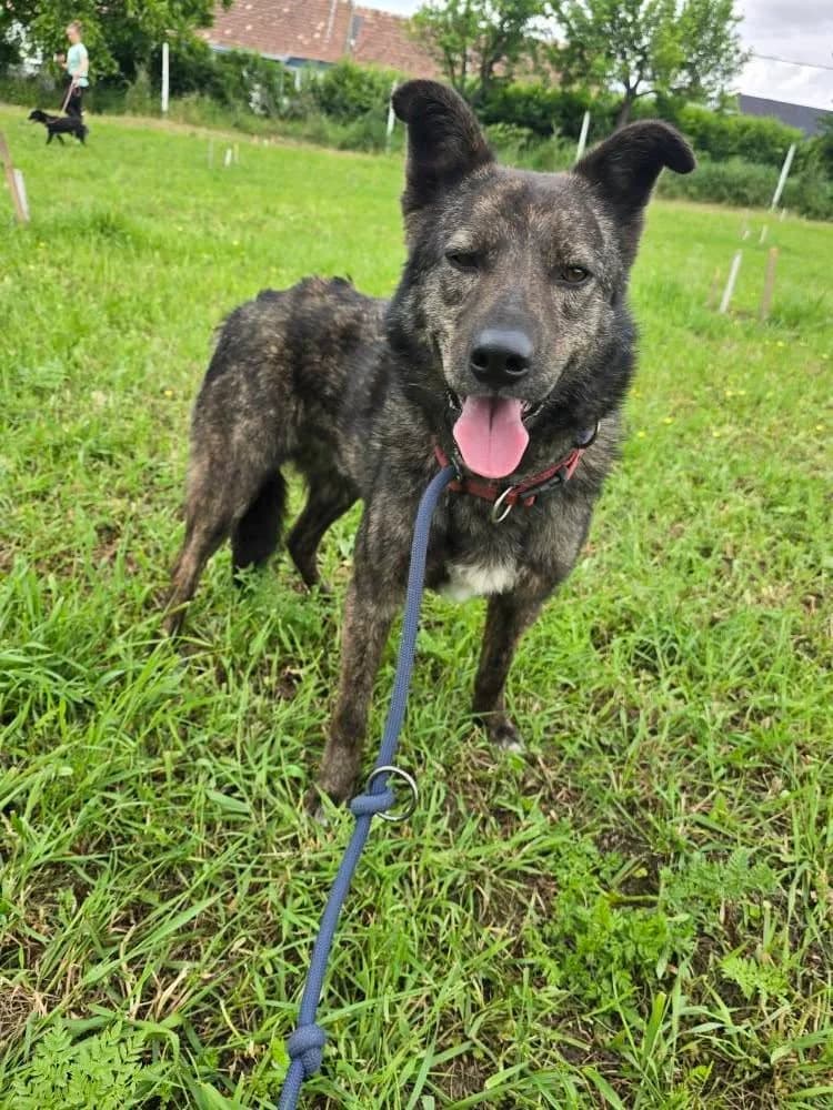 KENZO 4259, male young Mixed Breed for adoption at No Limit Pets, Romania