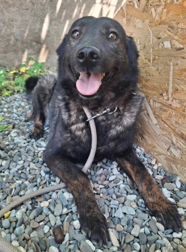 KESSI 6374, female mixed breed for adoption at No Limit Pets