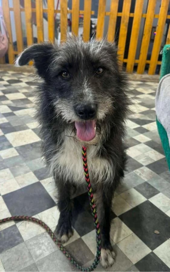 KIKO 2154, female Mixed Breed for adoption at No Limit Pets, Romania