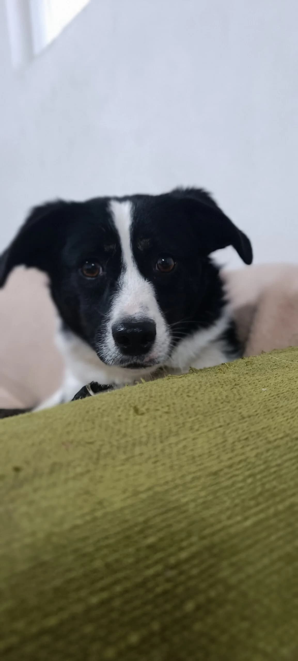 KILIANY-2225, female young Mixed Breed for adoption at No Limit Pets, Romania