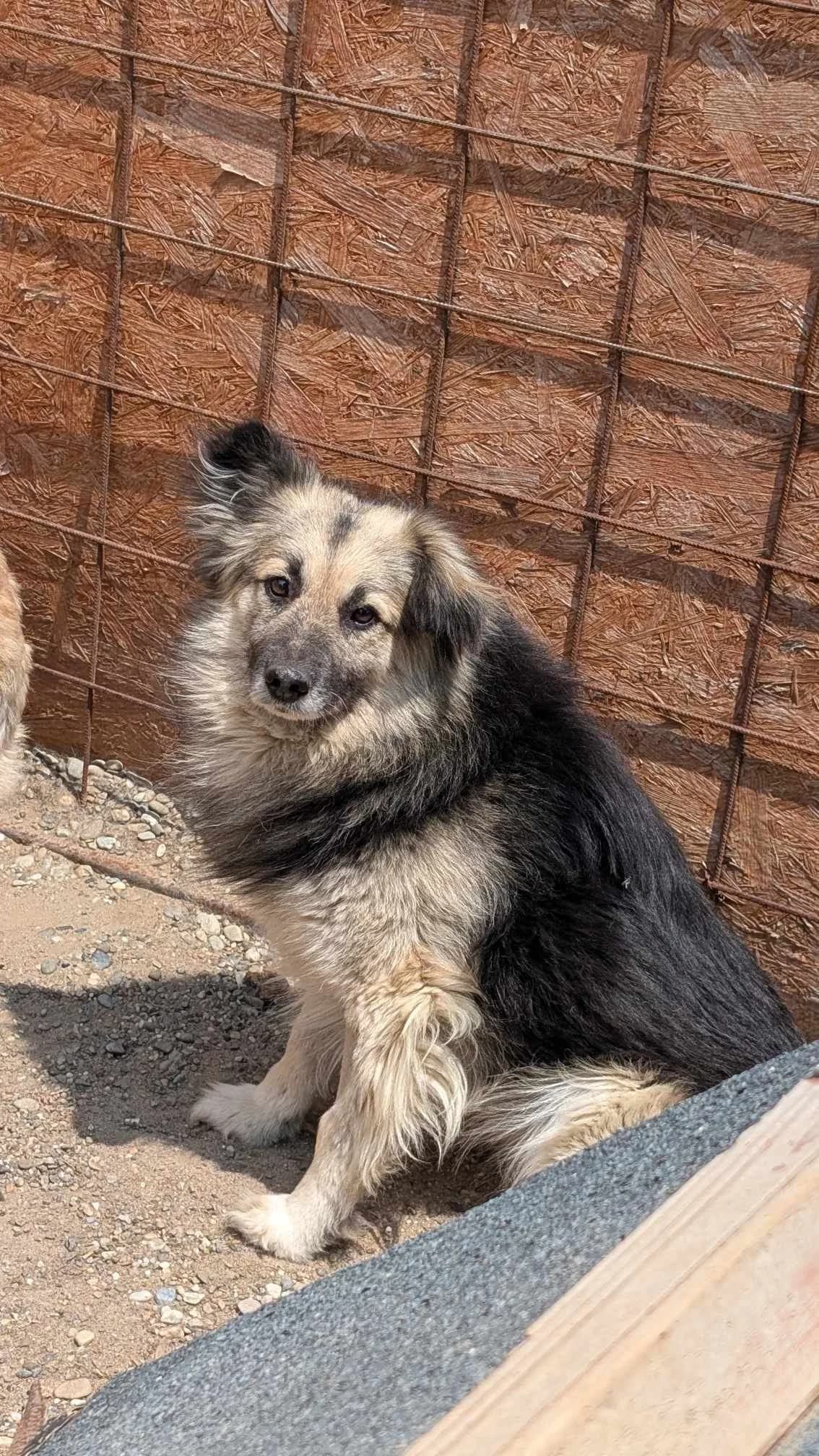 KIMI 1846 – ADOPTAT, male mixed breed for adoption at No Limit Pets, Romania