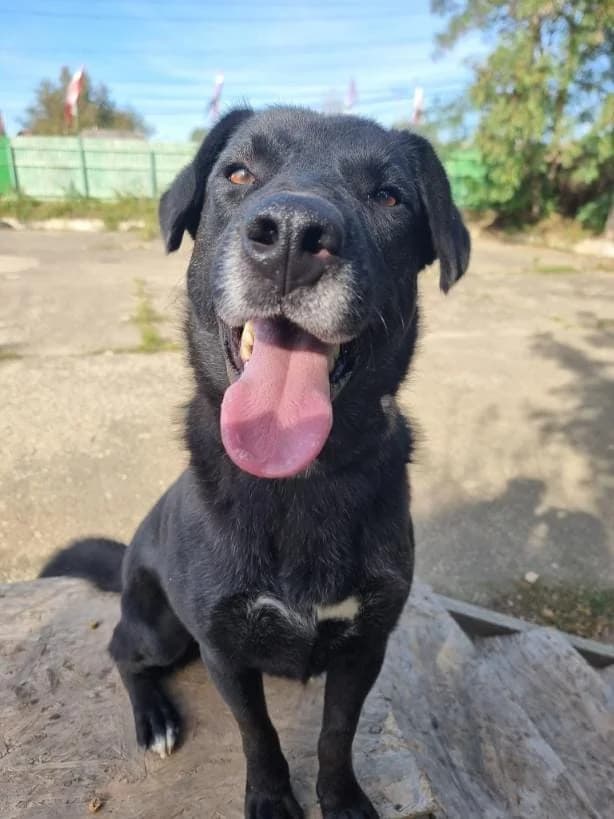 KONO 8274, male young mixed breed for adoption at No Limit Pets, Romania
