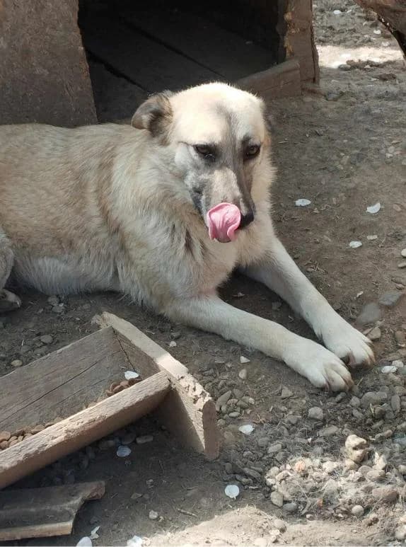 KOWU 0242, female 3yo Mixed Breed for adoption at No Limit Pets, Romania