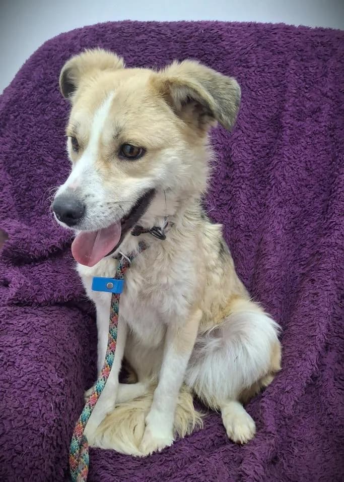 LADY-1619, female young Mixed Breed for adoption at No Limit Pets, Romania