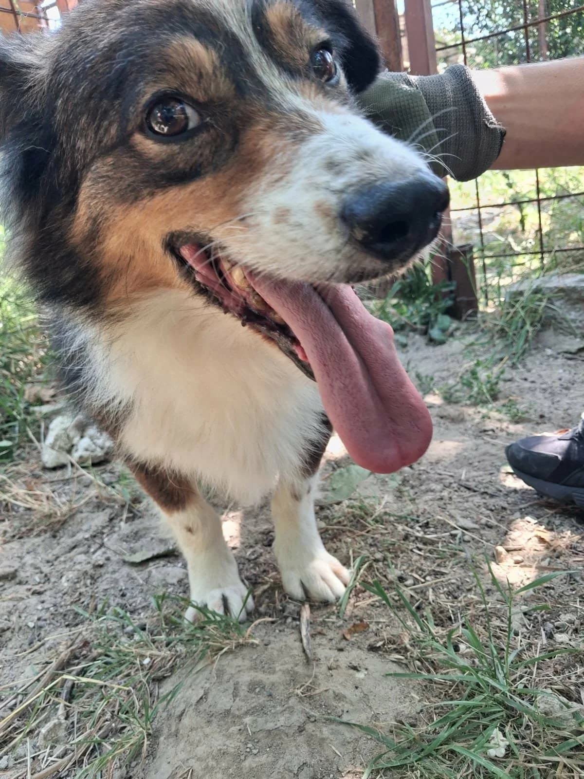 LAKI 3152, male mixed breed for adoption at No Limit Pets, Romania