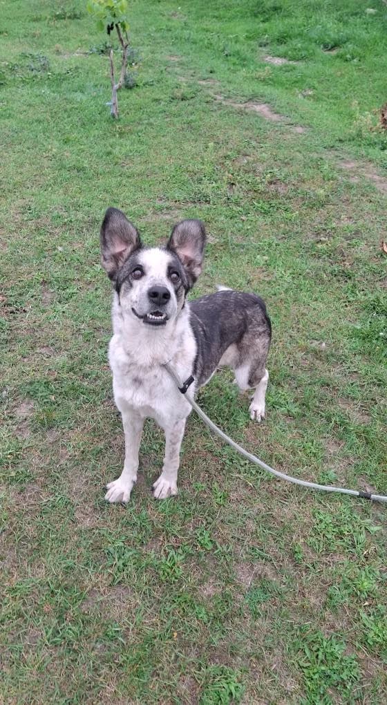 LANA 3339- adoptat, female young mixed breed for adoption at No Limit Pets, Romania