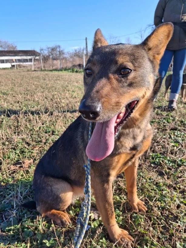 LAYLA 6229 – ADOPTAT, female mixed breed for adoption at No Limit Pets, Romania