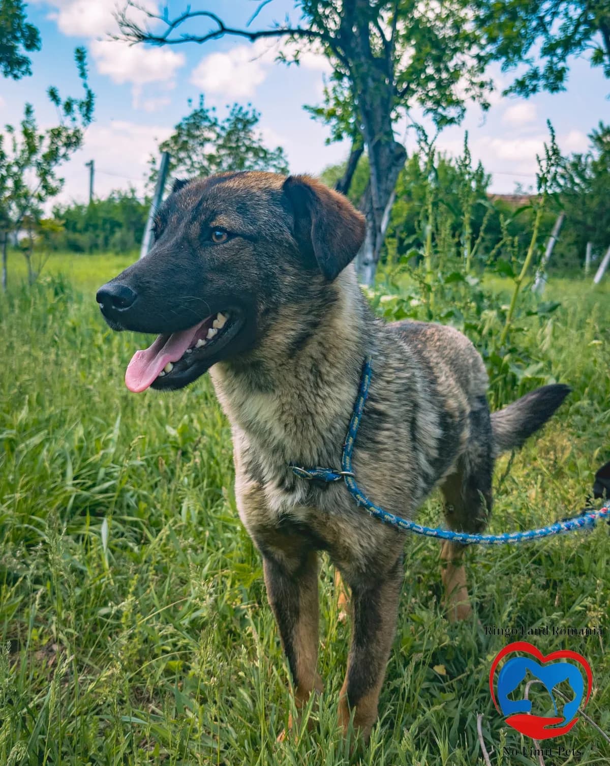LEA-2187, female mixed breed for adoption at No Limit Pets, Romania