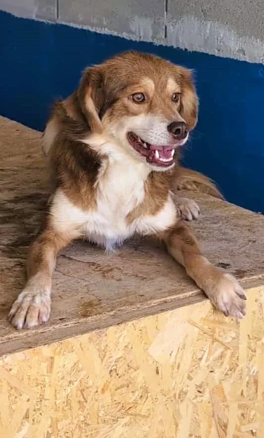LEA 7653, female Mixed Breed for adoption at No Limit Pets, Romania