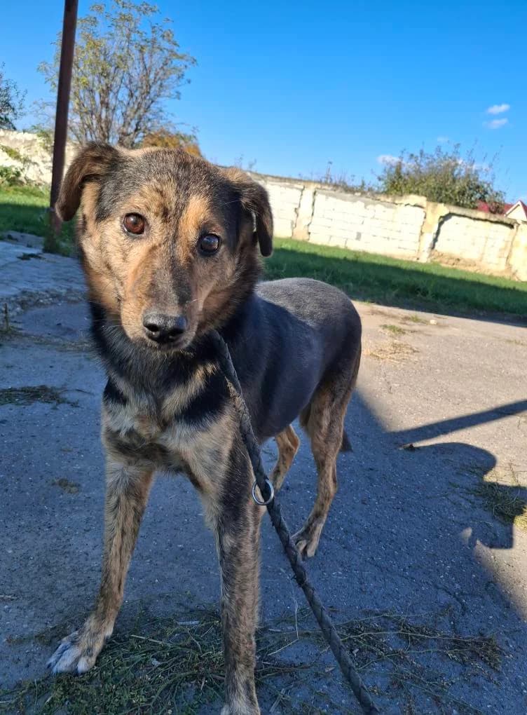 LENI 1867, female young Mixed Breed for adoption at No Limit Pets, Romania