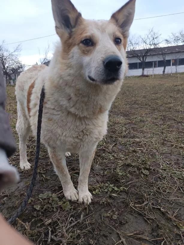 LENNY 0194 – ADOPTAT, male mixed breed for adoption at No Limit Pets, Romania