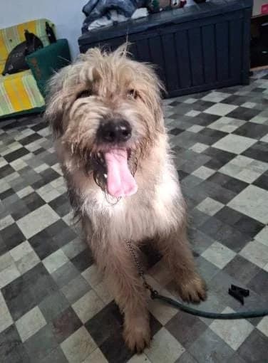 LEO 2566 – ADOPTAT, male Mixed Breed for adoption at No Limit Pets