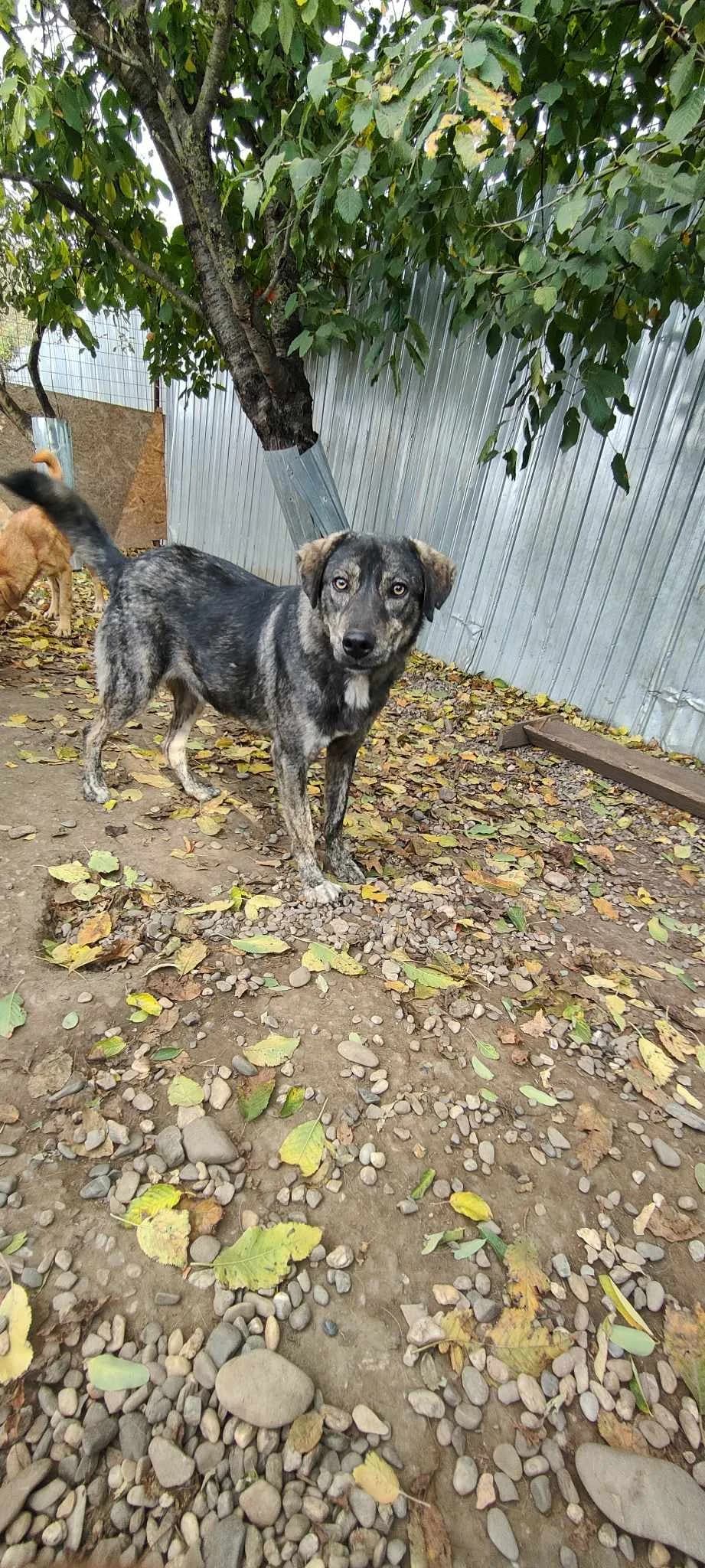 LEO 4891, male 3yo Mixed Breed for adoption at No Limit Pets, Romania