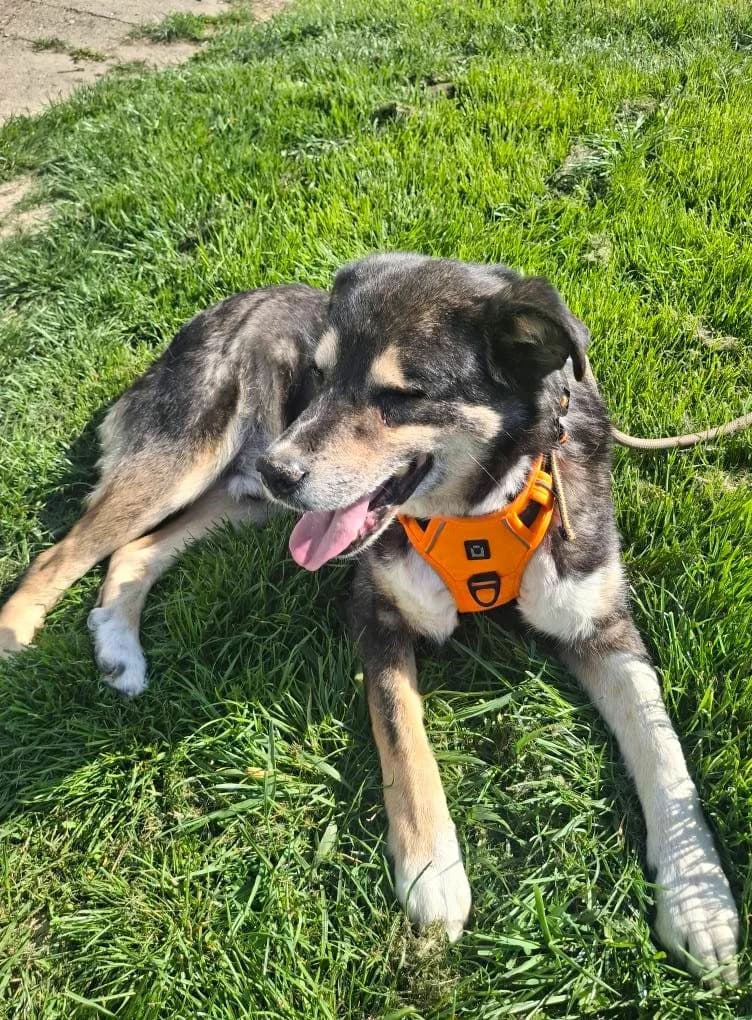 LEON 4514, male senior Mixed Breed for adoption at No Limit Pets, Romania