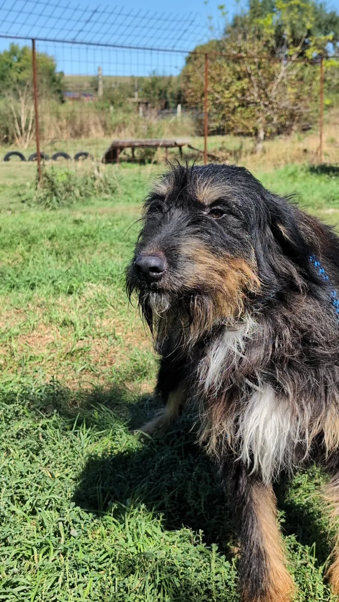 LEVIN 7241, male young Mixed Breed for adoption at No Limit Pets, Romania