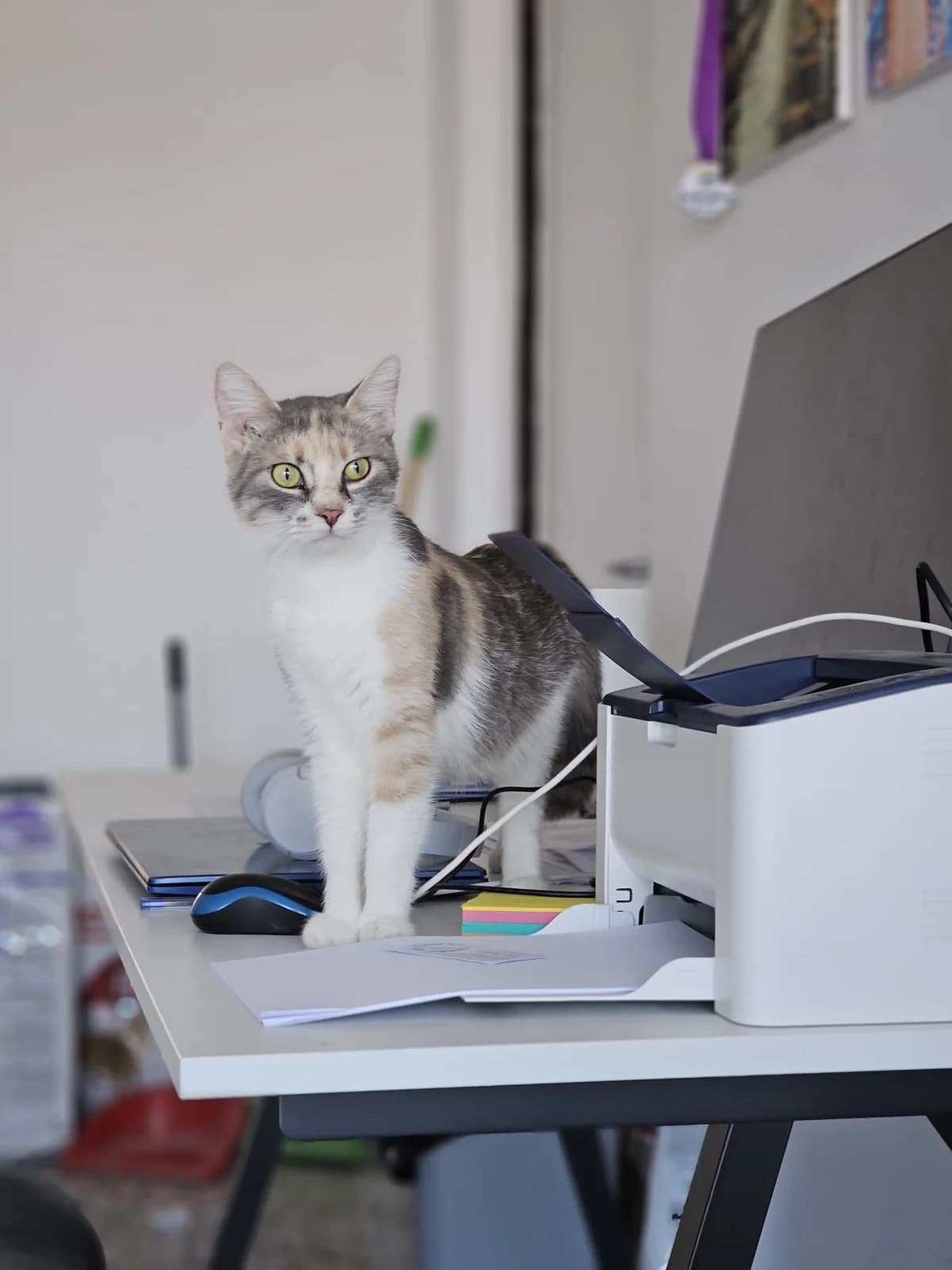 LEYLA CAT – ADOPTAT, female mixed breed for adoption at No Limit Pets, Romania
