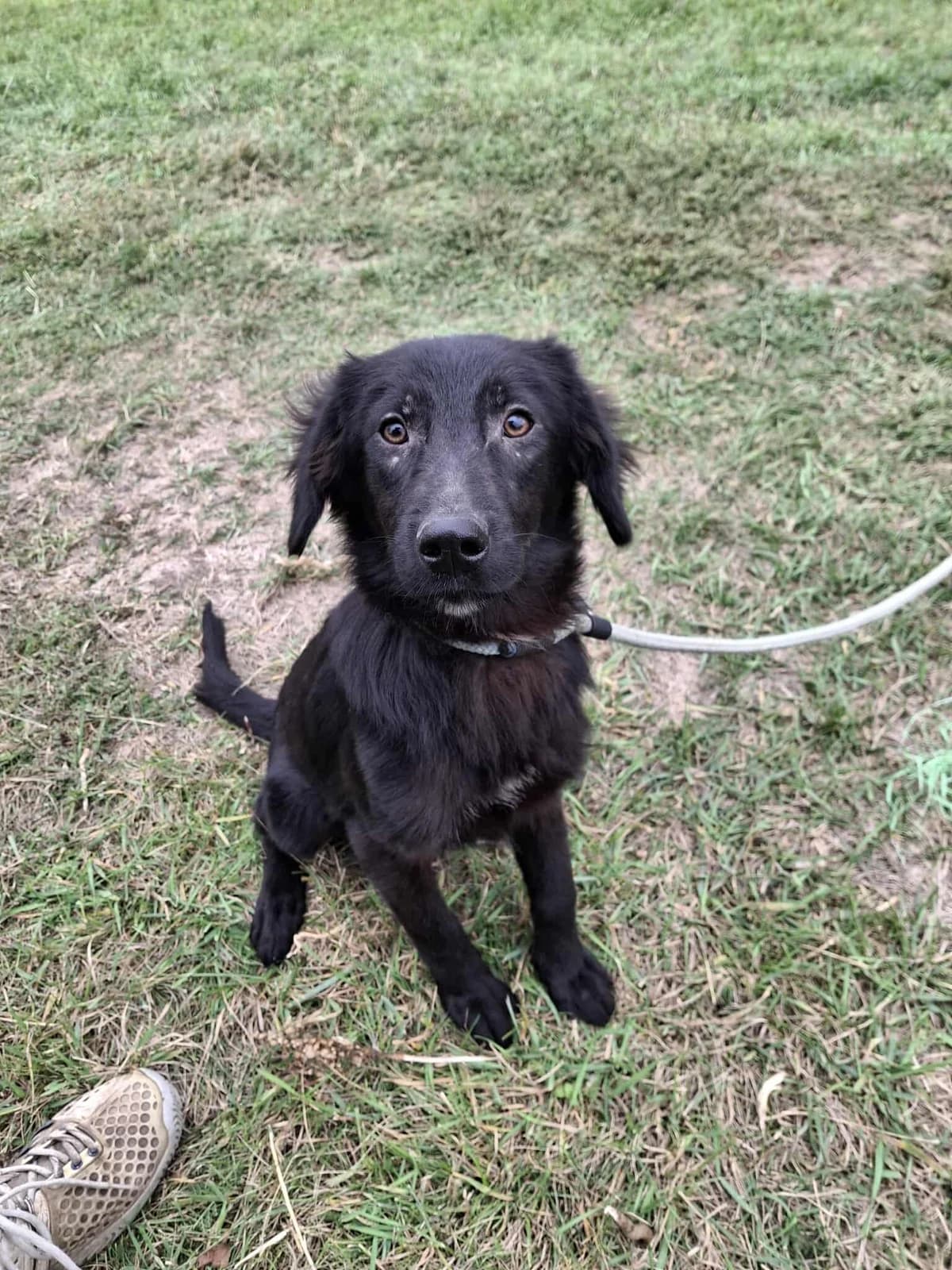 LUCA 2179 -ADOPTAT, male mixed breed for adoption at No Limit Pets, Romania