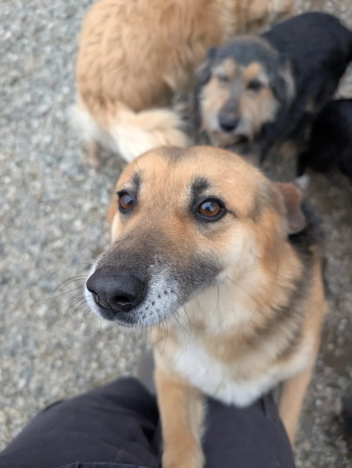 LILA 6410, female mixed breed for adoption at No Limit Pets, Romania