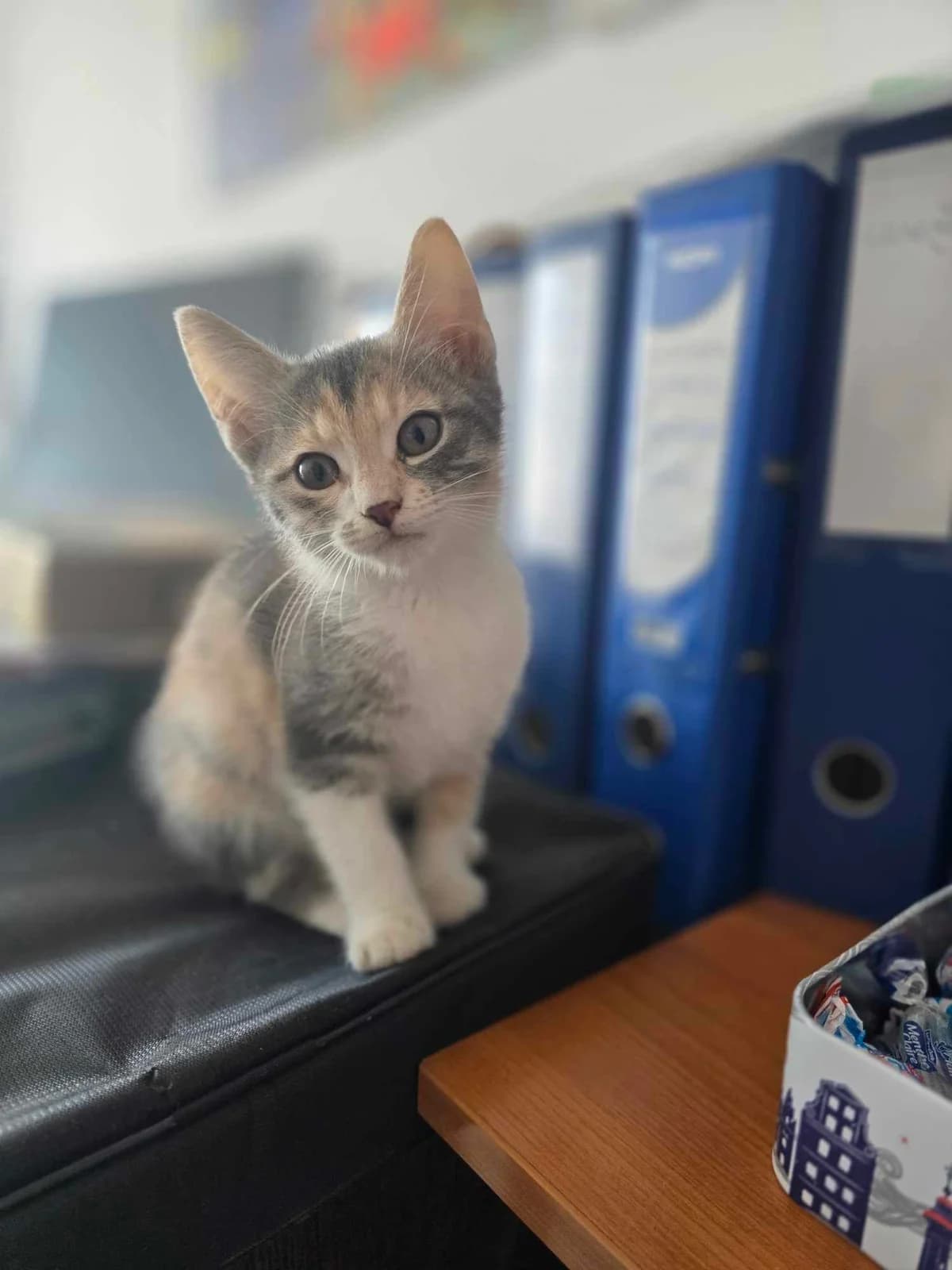 LILA – BABY CAT – ADOPTAT, female mixed breed for adoption at No Limit Pets, Romania